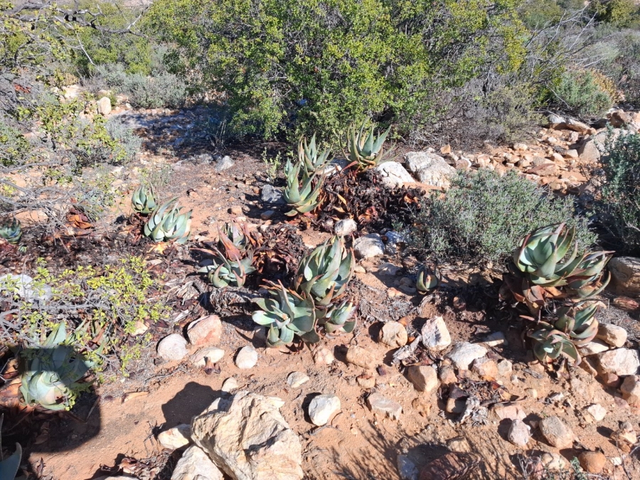  Bedroom Property for Sale in Ladismith Rural Western Cape